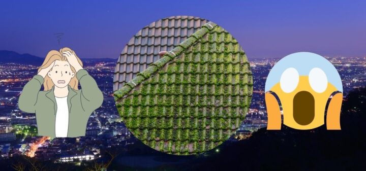 屋根に生える苔の問題点｜苔・カビ・藻によるサビが建物を劣化させる